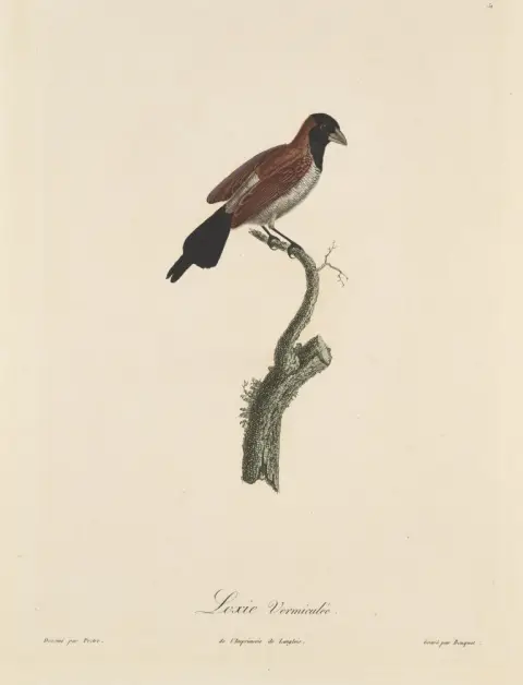 d'après Jean-Gabriel Prêtre – Collection de 3 gravures sur cuivre coloriées de Bouquet d'après Prêtre