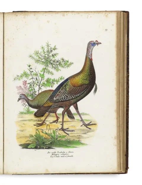 Heinrich Rudolf Schinz – Histoire naturelle et illustrations des oiseaux (resp.) Genres d'oiseaux