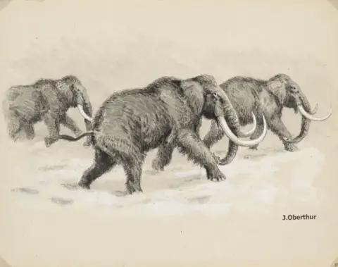 Joseph Oberthür – Mammouths (Elephas primigenius)