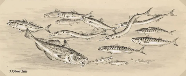 Joseph Oberthür – Poissons sténothermes