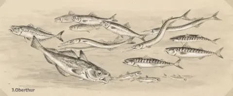 Joseph Oberthür – Poissons sténothermes