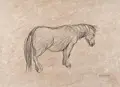 Wilhelm Rudolph, Pony in the Rain / Lying Camel. Probably 1940s/1950s.