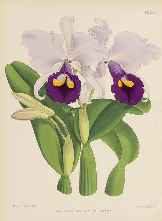 Robert Warner, Orchid Album, 5 svezaka serije