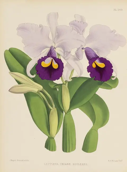 Robert Warner, Orchid Album, 5 svezaka serije