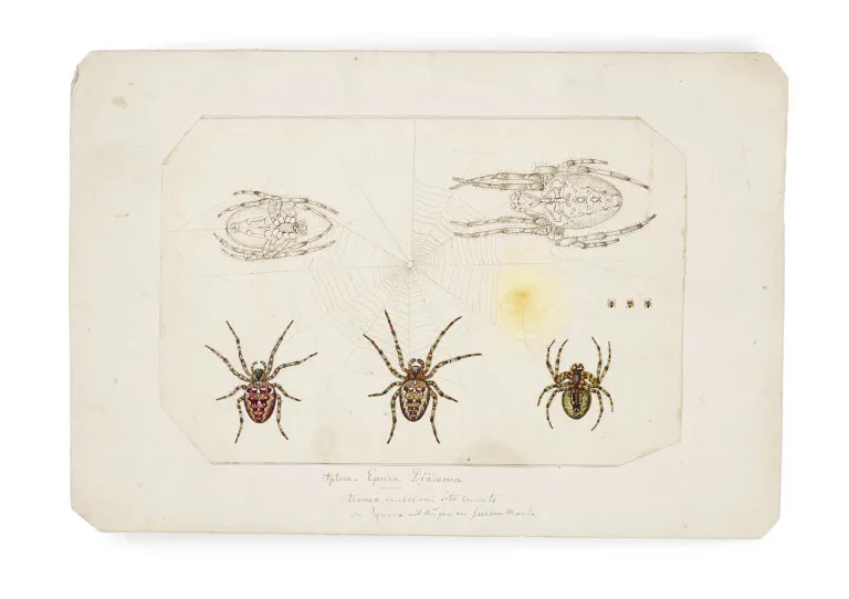 Collection de cinq dessins originaux d'araignées et d'insectes provenant de la succession de Ferdinand Hoefer (1811-1878)