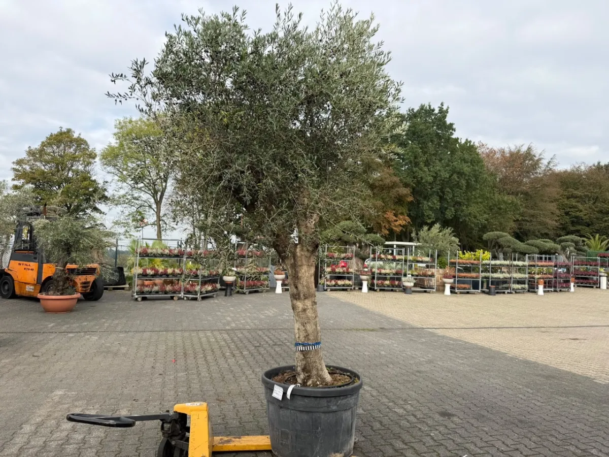 Olive tree (Olea Europea)