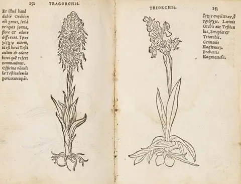 Rembertus Dodonaeus, Trium priorum de stirpium historia. Priloženo: Posterium trium