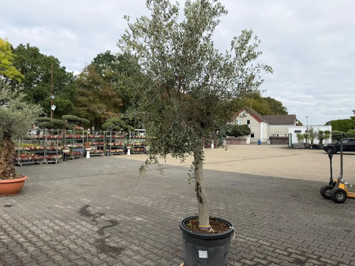 Olive tree (Olea Europea)
