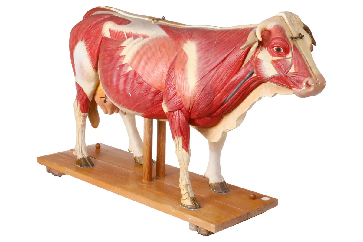 SOMSO anatomisches Lehrmodell