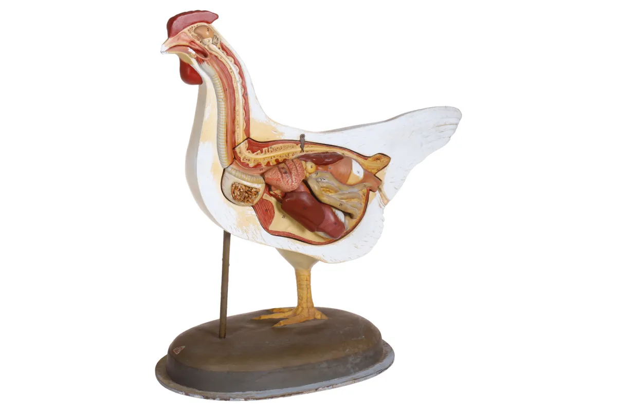 SOMSO anatomisches Lehrmodell