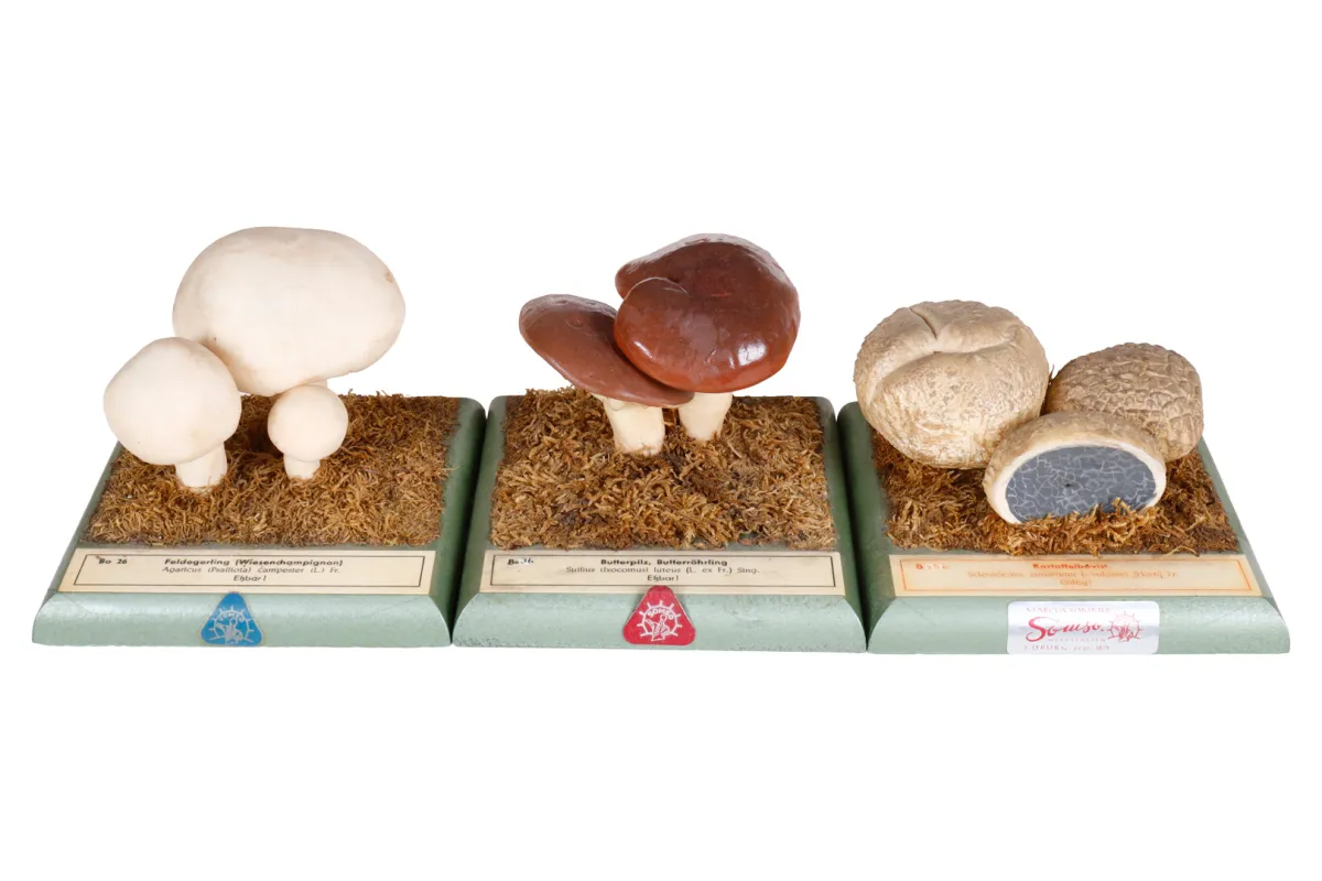 3 modele botaniczne SOMSO