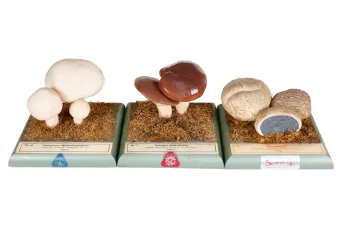 3 modele botaniczne SOMSO