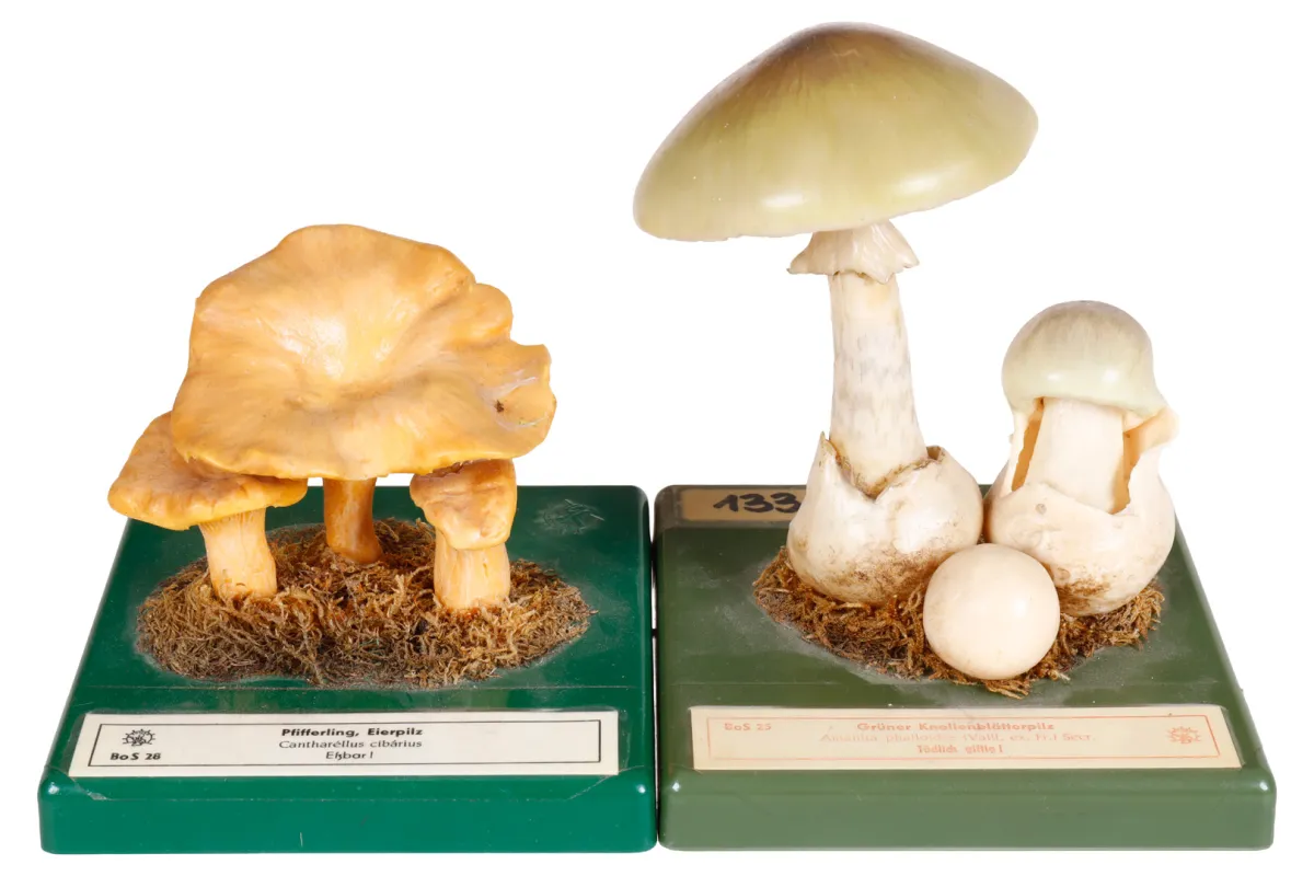2 modèles botaniques SOMSO