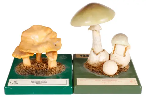 2 modele botaniczne SOMSO