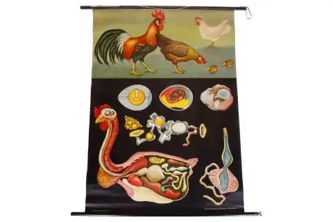 2 zoologiczne plakaty na rolce