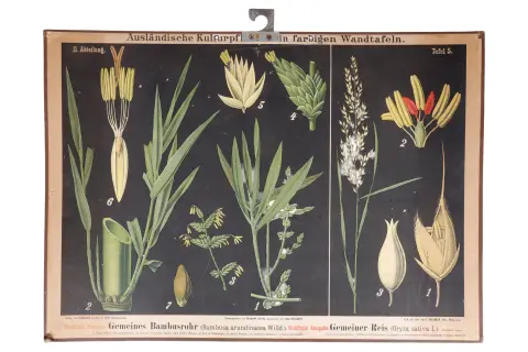 3 plansze edukacyjne z 1896 roku