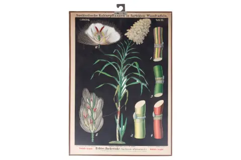 4 plansze edukacyjne z 1896 roku