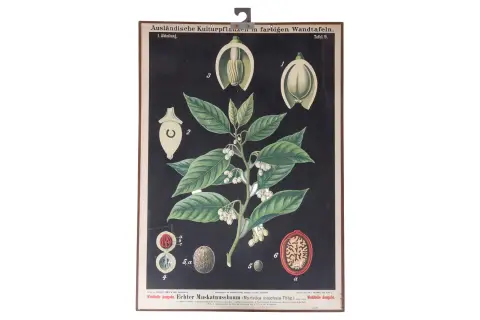5 plansz edukacyjnych z 1896