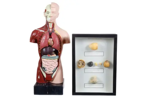 2 części, biologiczny model dydaktyczny