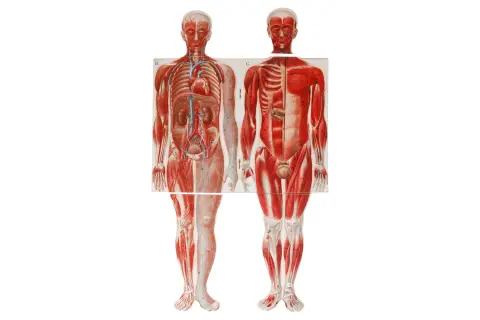 Książka rozkładana „Model anatomiczny rozkładany męskiego ciała”