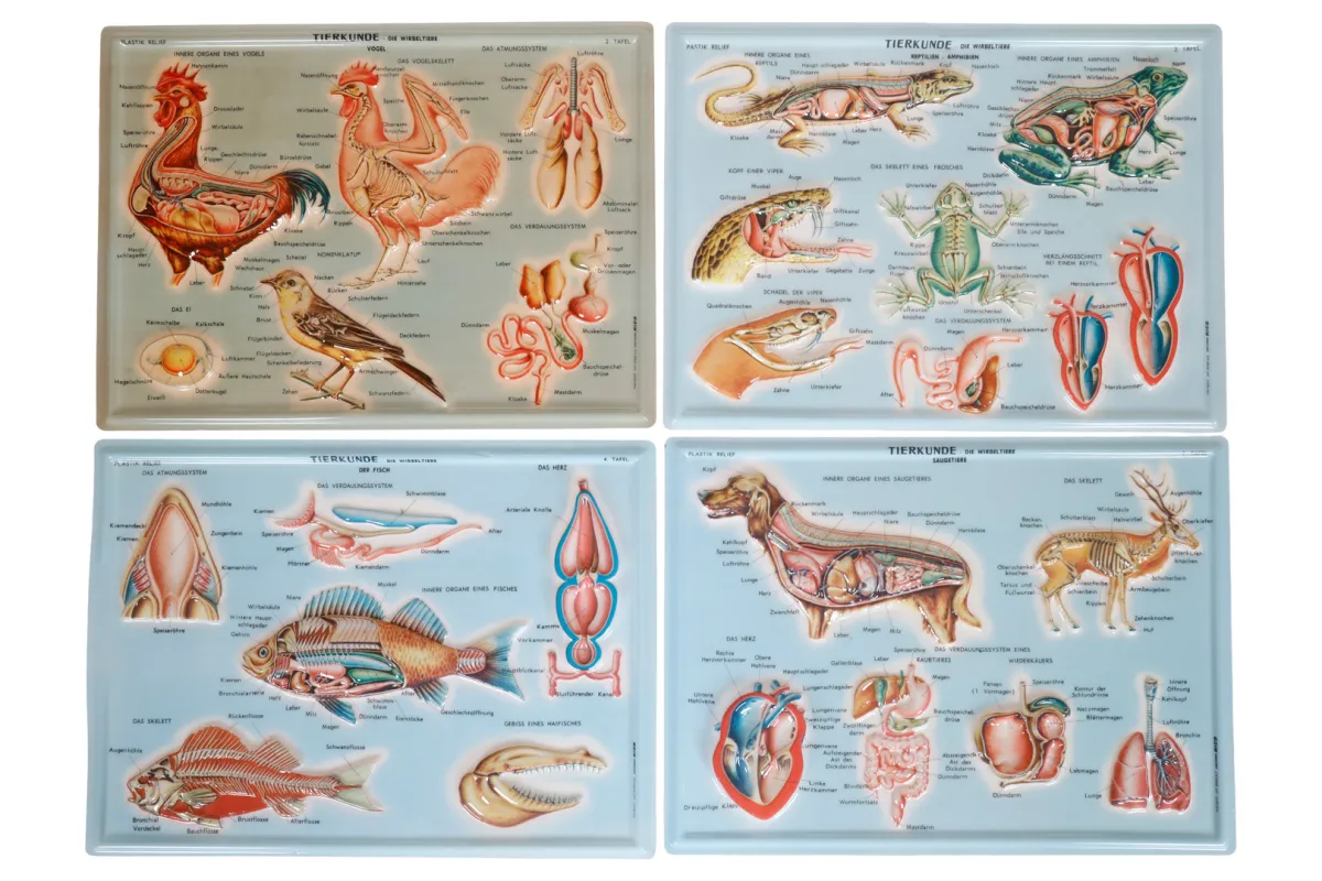 Zestaw 4 kart reliefowych Rico z zoologii