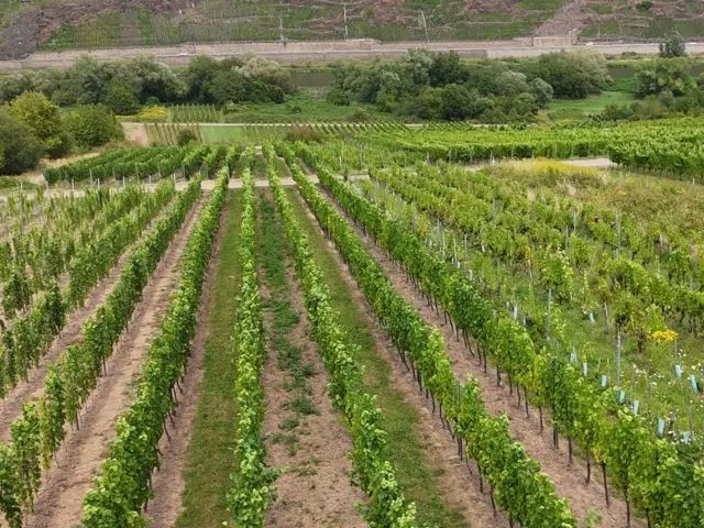 Vinice s odrůdami révy 'Spätburgunder' a 'Dornfelder' v oblasti 'Kloster Stuben' *přímo od vinaře*