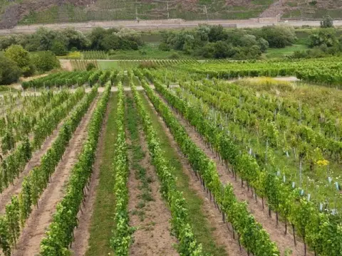 Vinice s odrůdami révy 'Spätburgunder' a 'Dornfelder' v oblasti 'Kloster Stuben' *přímo od vinaře*