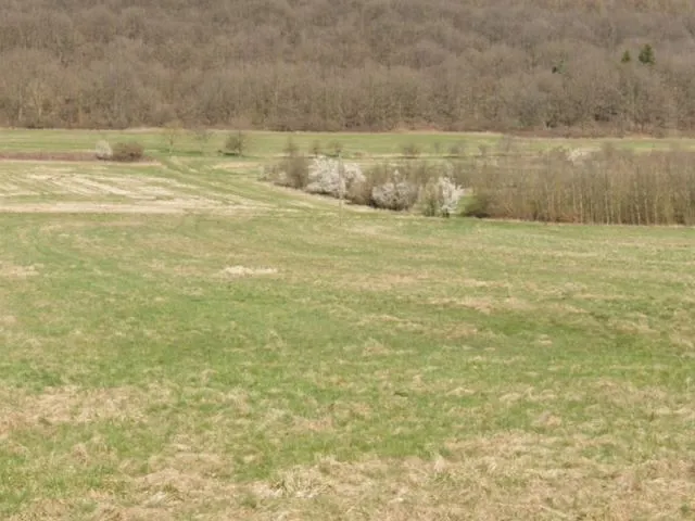 Dřevinný pás v okrese Saarlouis