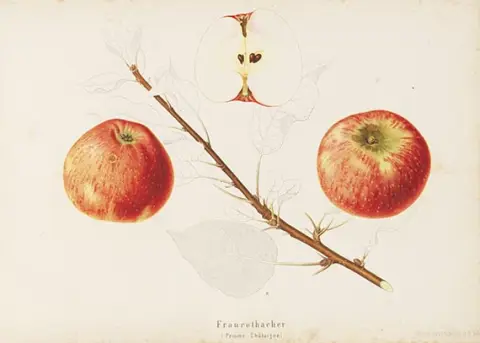 Schweizerische Obstsorten, Schweizerische Obstsorten, 1869