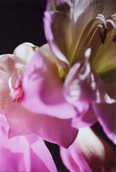 Eliska Bartek, na poleđini potpis olovkom, mjesto i datum Berlin 2002, Novy Jicin 1950 – djeluje u Berlinu, „Orchidee“, lambda print na Alu-Dibond,…