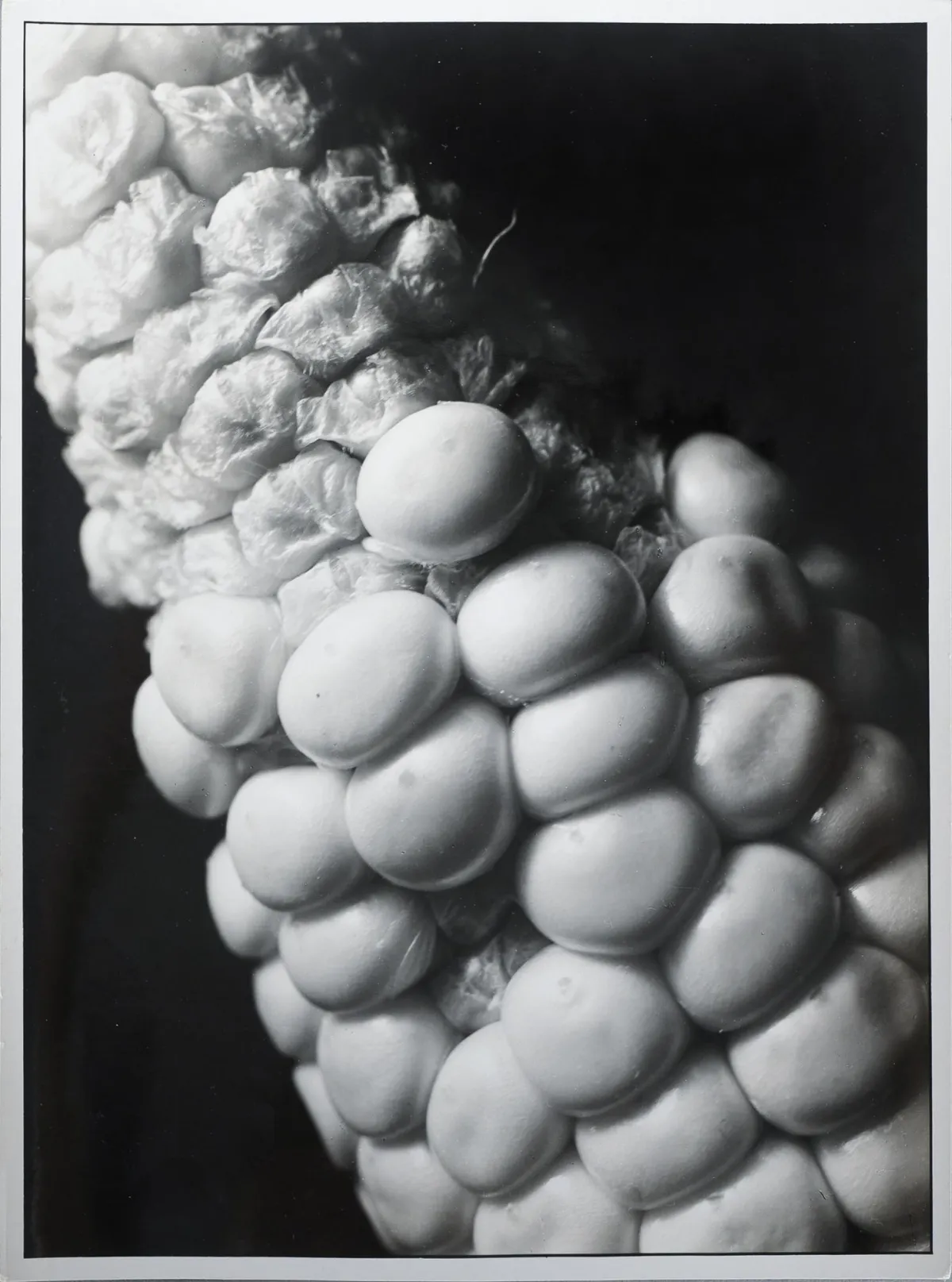 Paul Wolff,背面有摄影师印章 Dr. Paul Wolff,米卢斯 1887 – 1951 法兰克福,«Maiskolben 7»,银盐明胶照片,订单号…