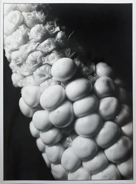 Paul Wolff, au verso tampon de photographe Dr. Paul Wolff, Mulhouse 1887 – 1951 Francfort/M., « Maiskolben 7 », tirage à la gélatine argentique, réf. 8013