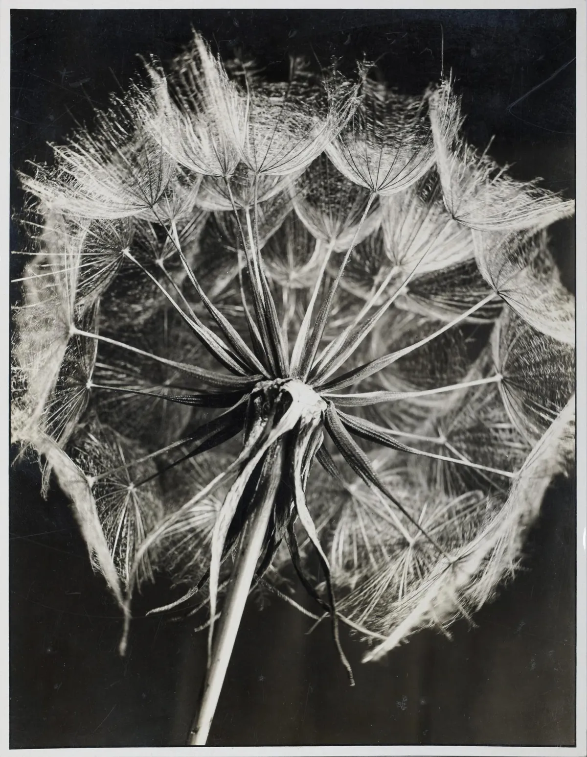 Paul Wolff，背面摄影师印章 Dr. Paul Wolff，米尔豪森 1887 – 1951 法兰克福，«Wiesenbocksbart»，明胶银盐照片，订单号 8029