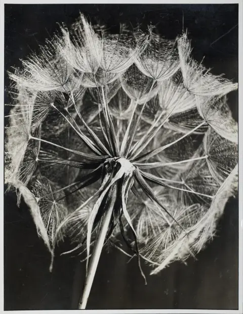 Paul Wolff, au verso tampon de photographe Dr. Paul Wolff, Mulhouse 1887 – 1951 Francfort/M., « Wiesenbocksbart », tirage à la gélatine argentique, réf. 8029