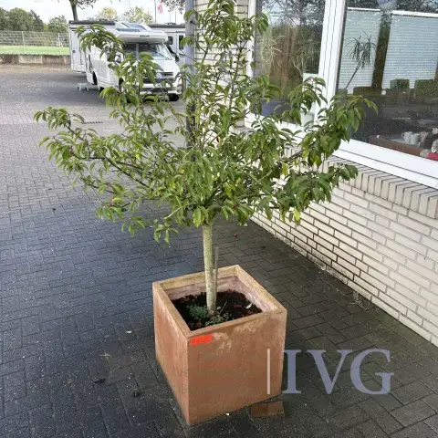Blomsterkrukke