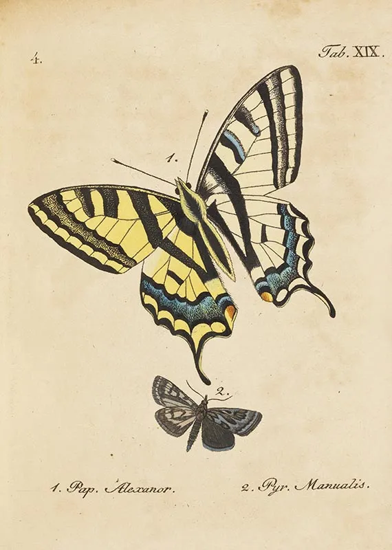 Christian Friedrich Freyer，欧洲蝴蝶史文集。3卷