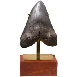 Megalodon-tand på stander, 10,3 - 3,6 mio. år gammel