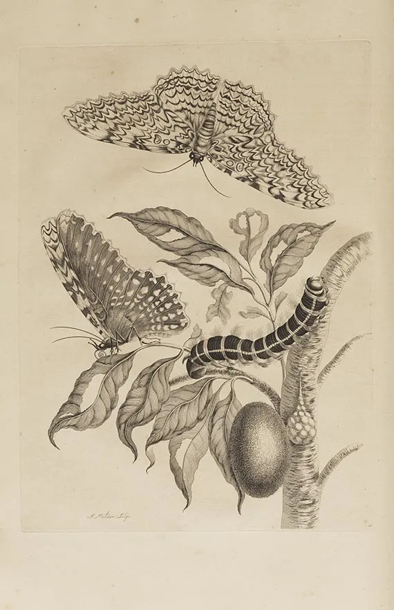 玛丽亚·西比拉·梅里安，Surinaamsche Insecten（&）Europische Insecten
