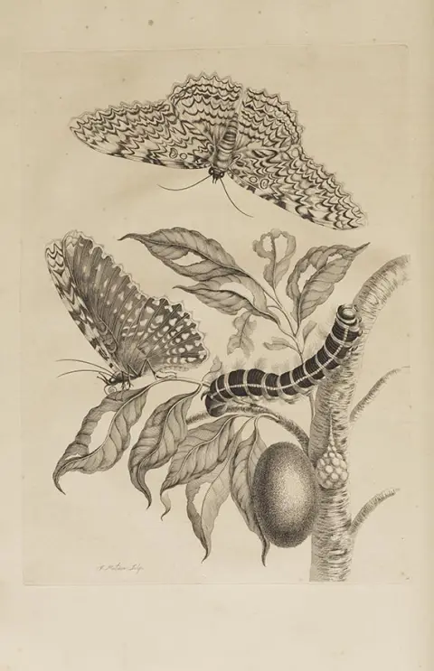Maria Sibylla Merian, Surinaamsche Insecten (&) Europische Insecten
