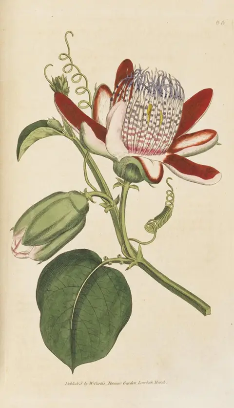 William Curtis, The botanical magazine. 6 sv. Uključeno: J. Paxton i A. Pratt