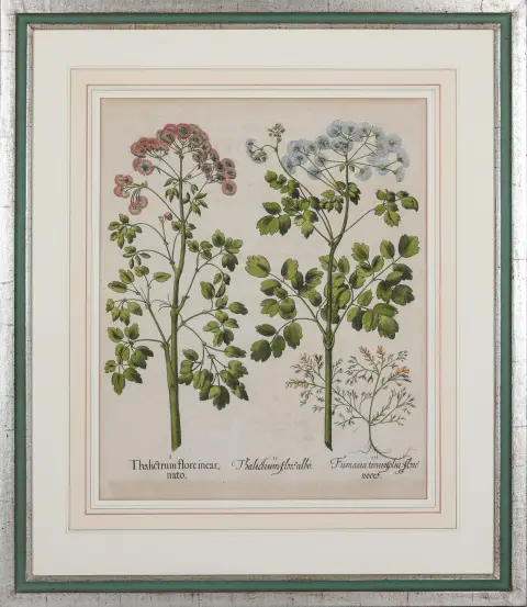 Basilius Besler, Nuremberg 1561 – 1629 ibid., « Thalictrum flore incarnato (Akelei) », gravure sur cuivre, coloriée à la main, 48 x 40 cm