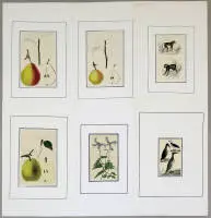 Grande collezione di incisioni colorate: uccelli, animali, frutta e fiori, sec. XVIII–XIX