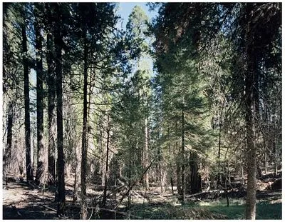 Struth, Thomas: Yosemite National Park