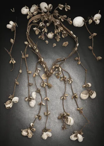 Tuig met schelpdecoratie