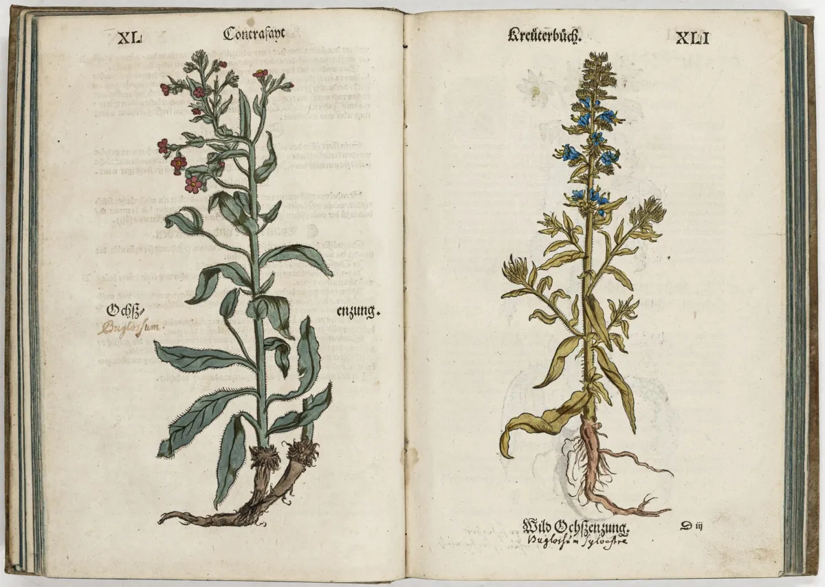 生物学 - 植物学 – Brunfels, Otto. Contrafayt Kreüterbuch ... 此前从未以德语出现，亦未付印…
