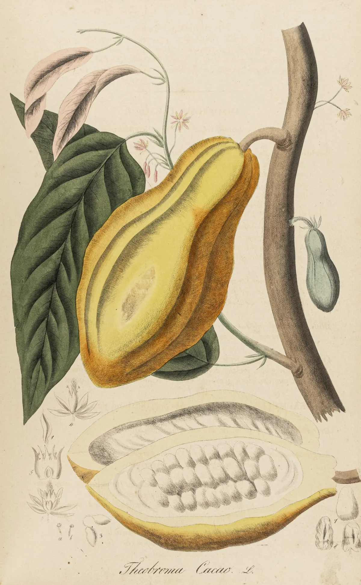 生物学 - 植物学 – Mann, Johann Gottlieb. 外国药用植物。132幅旧彩绘石版画和132…