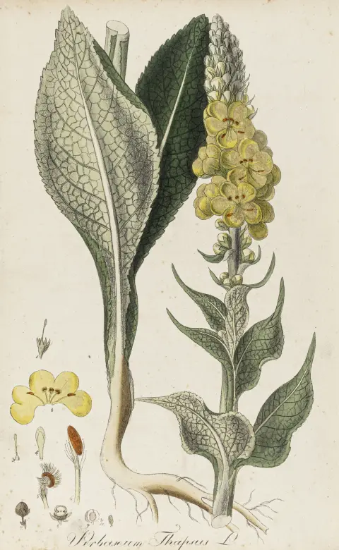 Biologi - Botanik – Mann, Johann Gottlieb. Tysklands vildtvoksende lægeplanter og deres almindeligste forvekslinger. Delbind…