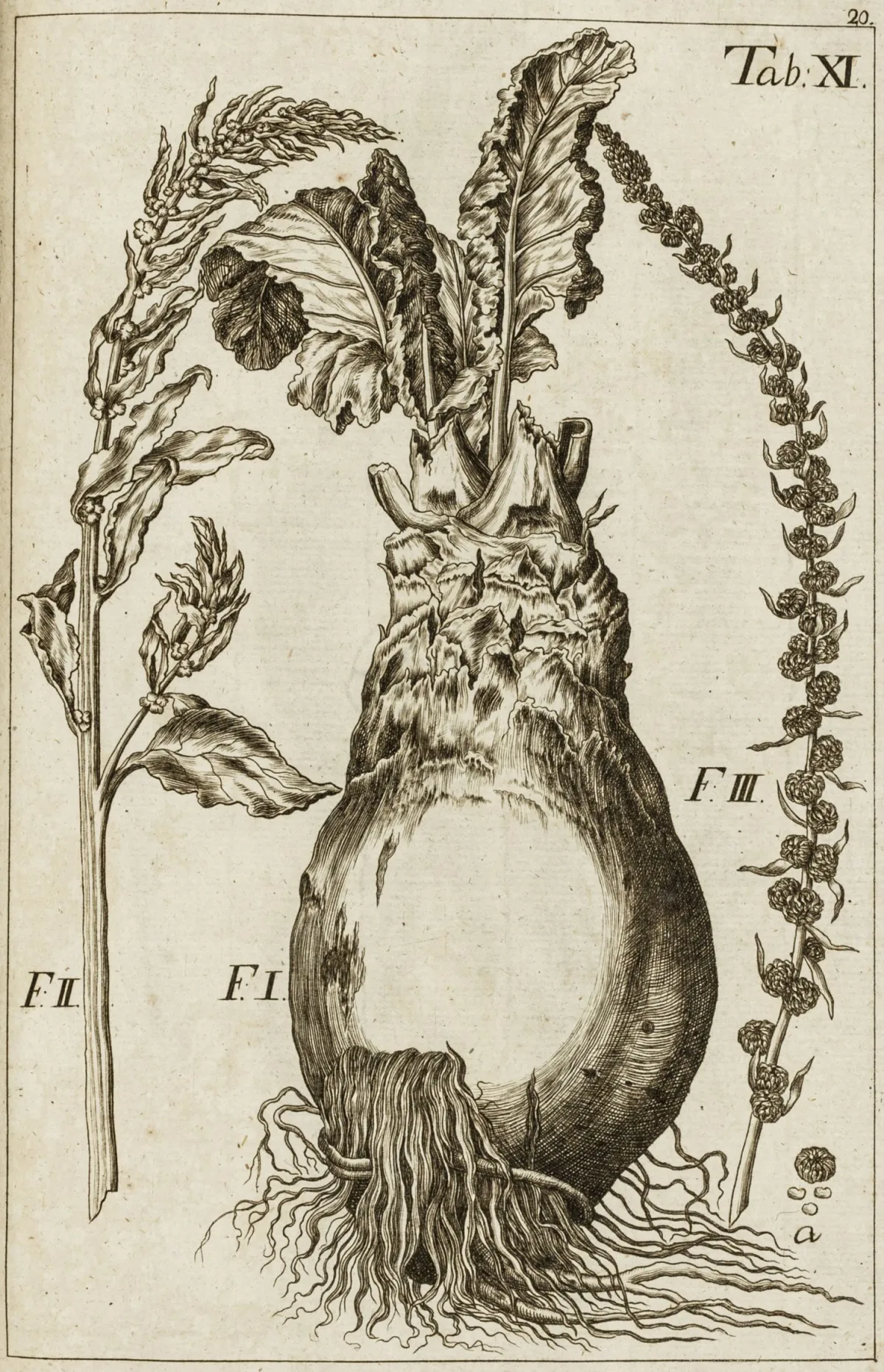 生物学 - 植物学 – Mehler, Johann. 五十幅经济植物及若干田野野生植物铜版画主目录，按林奈骑士先生的拉丁文名称编排,…