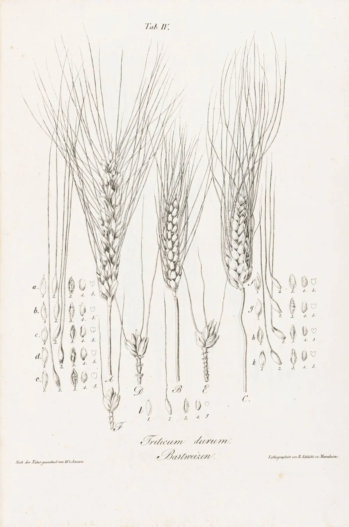 生物学 - 植物学 – Metzger, Johann. 欧洲谷类作物。从植物学和农业经济角度论述。附20幅石版画,…