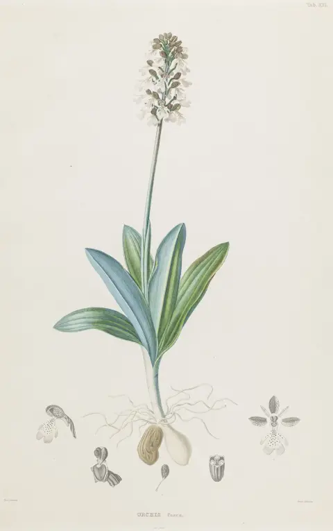 Biologi - Botanik – Meyer, Georg Friedrich Wilhelm. Flora des Königreichs Hannover. Del 3. Med 15 kolorerede, delvist i farve trykte kobberstik…